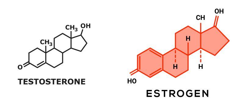 Chemical molecular formulas of testosterone and estrogen hormones which imbalance leads to gynecomastia in men.