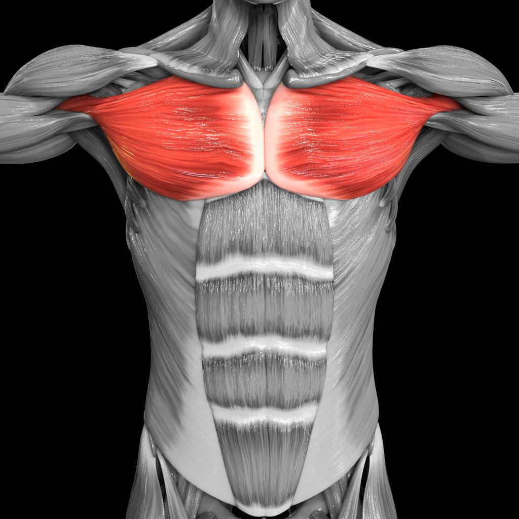 pectoral muscles Poland’s syndrome
