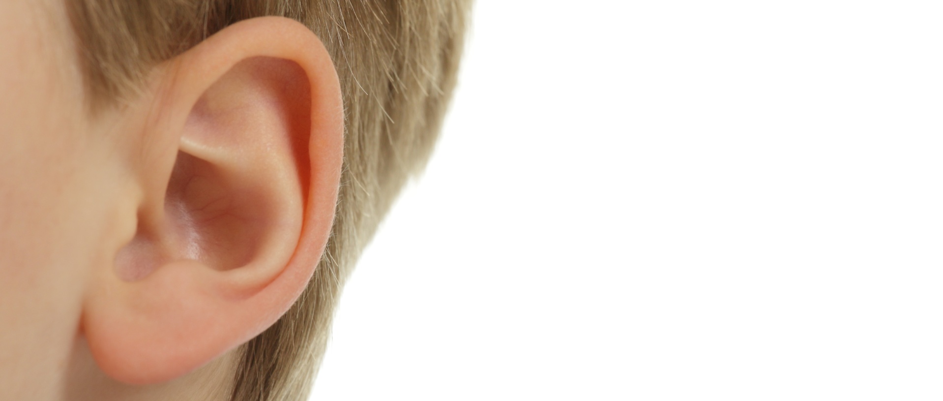the ear, earlobe